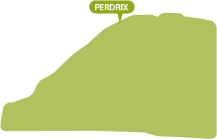 Perdrix